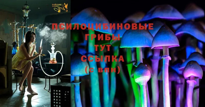 mega зеркало  Ноябрьск  Галлюциногенные грибы Psilocybine cubensis  продажа наркотиков 